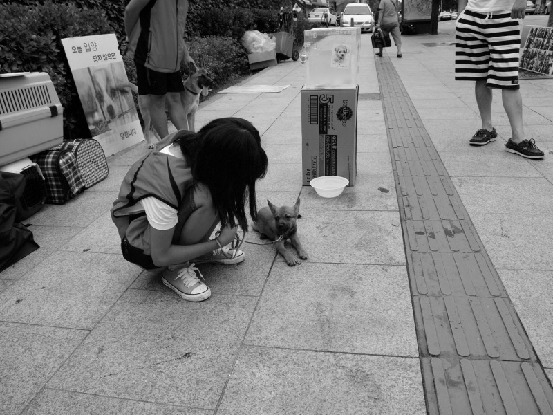 11_20129818_이태원 유기동물 입양캠페인 봉사자와 개_디지털카메라.jpg