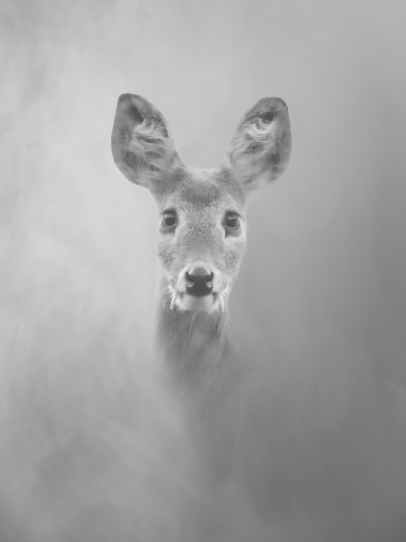 라니101 Water deer101_80x60cm_Pigment print_2022.jpg