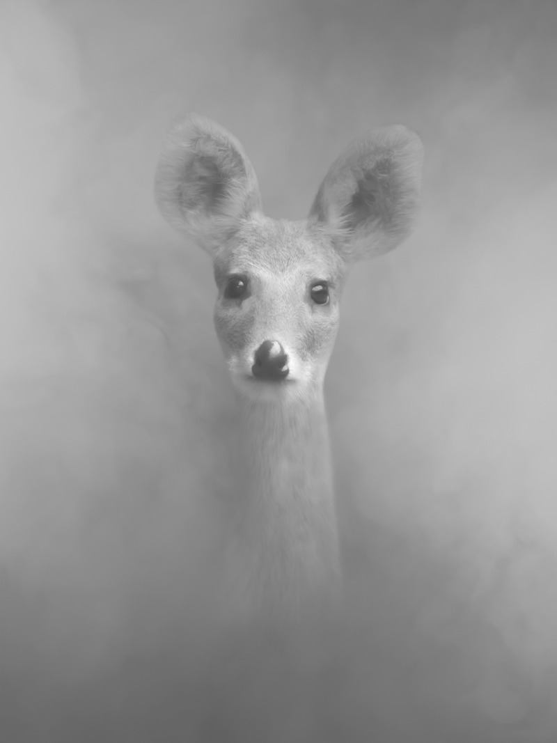 라니109 Water deer109_80x60cm_Pigment print_2022.jpg